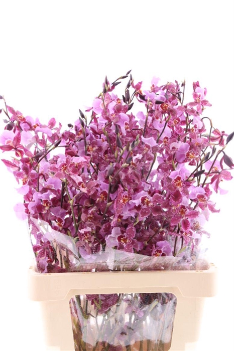 <h4>Oncidium Red Lady L</h4>