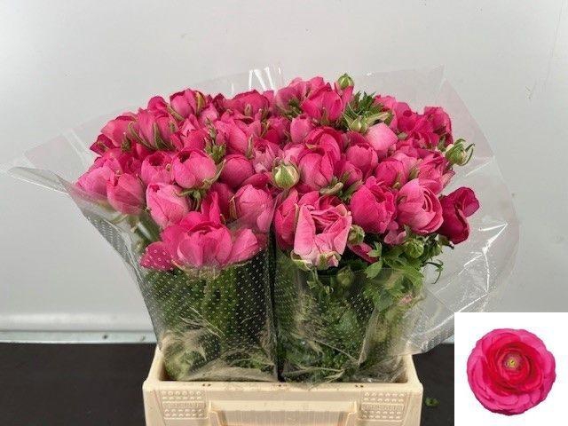 <h4>RAN AM BONBON</h4>