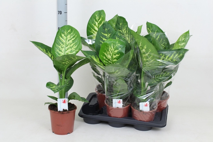 <h4>DIEFF SE TROPIC SNOW</h4>