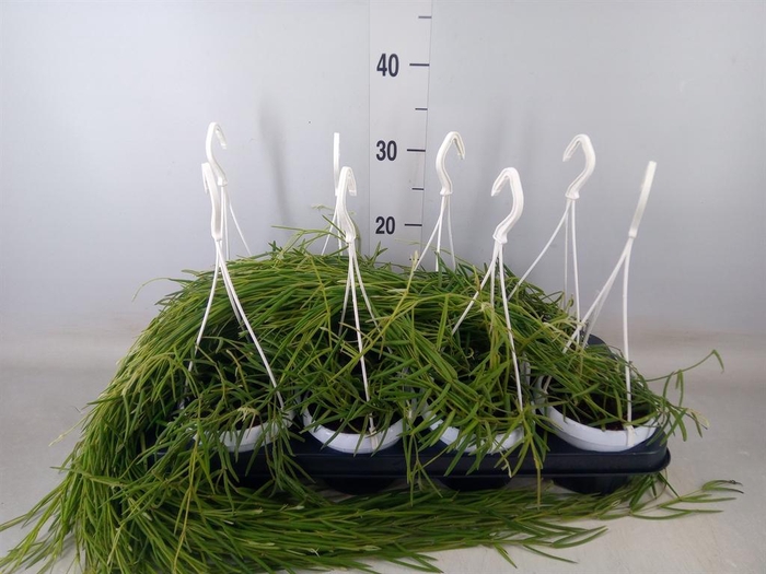 <h4>Hoya linearis</h4>