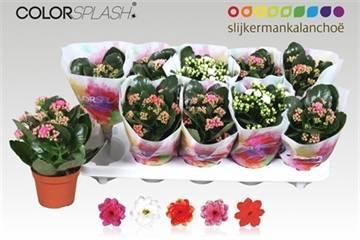 <h4>KAL GE GEM 5 KL</h4>