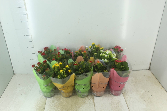 <h4>KALANCHOE P11</h4>