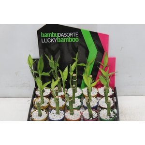 DRACENA LUCKY BAMBOO P06