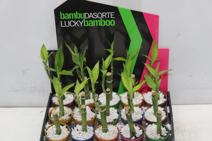 <h4>DRACENA LUCKY BAMBOO P06</h4>