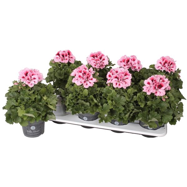 <h4>Pelg. Don Piero 12cm</h4>