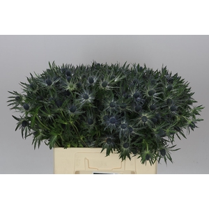 Eryngium Blue Lagoon