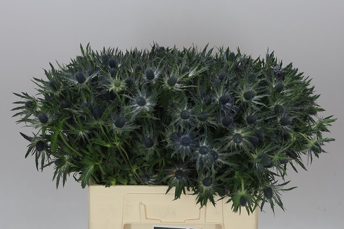 <h4>Eryngium Blue Lagoon</h4>