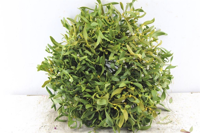 <h4>Mistletoe Krans</h4>