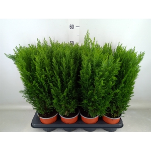 Chamaecyparis laws. 'Ellwoodii'