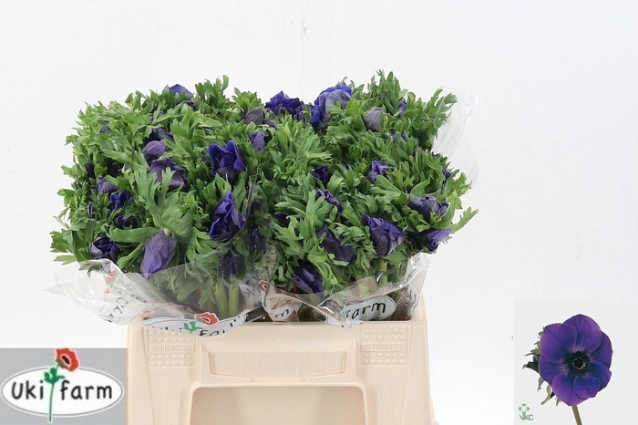 <h4>Anem Gal Blauw</h4>