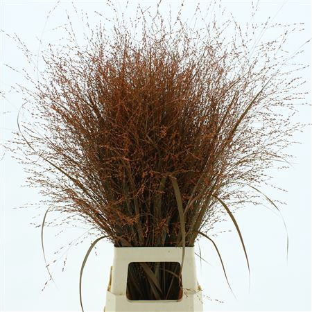 <h4>Siergras Klb Donker Oranje</h4>