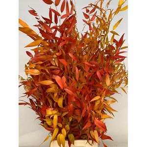 Ruscus Preserved Autumn