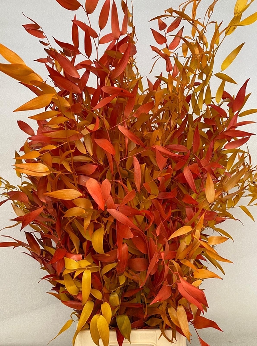 <h4>Ruscus Preserved Autumn</h4>