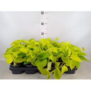 Epipremnum pinn. 'Golden Pothos'