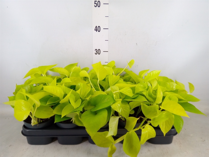 <h4>Epipremnum pinn. 'Golden Pothos'</h4>