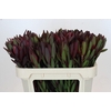 Leucadendron Saf Sunset Dark R.