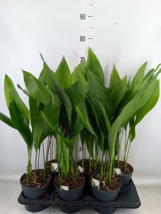 <h4>Aspidistra elat.</h4>