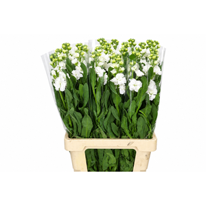 Matthiola Iron White