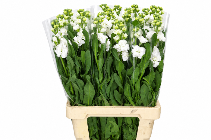 <h4>Matthiola Iron White</h4>