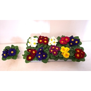 Prim Acaulis Gemengd