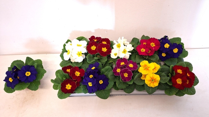 <h4>Prim Acaulis Gemengd</h4>