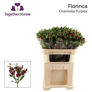 ALST FL CHARME PURPLEX Rek