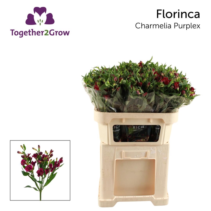 <h4>ALST FL CHARME PURPLEX Rek.</h4>