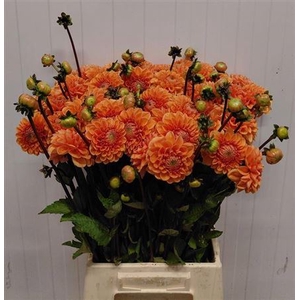 Dahlia Sylvia