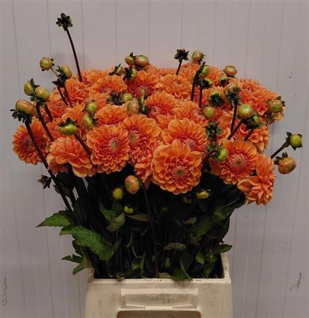 <h4>Dahlia Sylvia</h4>