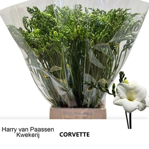 Freesia enk Corvette