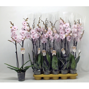PHAL OV