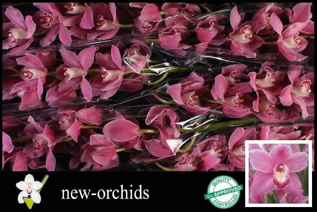 <h4>CYMB T PRINCESS</h4>