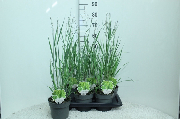 <h4>Panicum virgatum 'Heavy Metal'</h4>