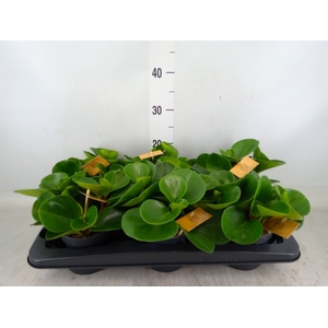 Peperomia obt. 'Green Gold'