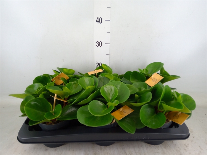 <h4>Peperomia obt. 'Green Gold'</h4>