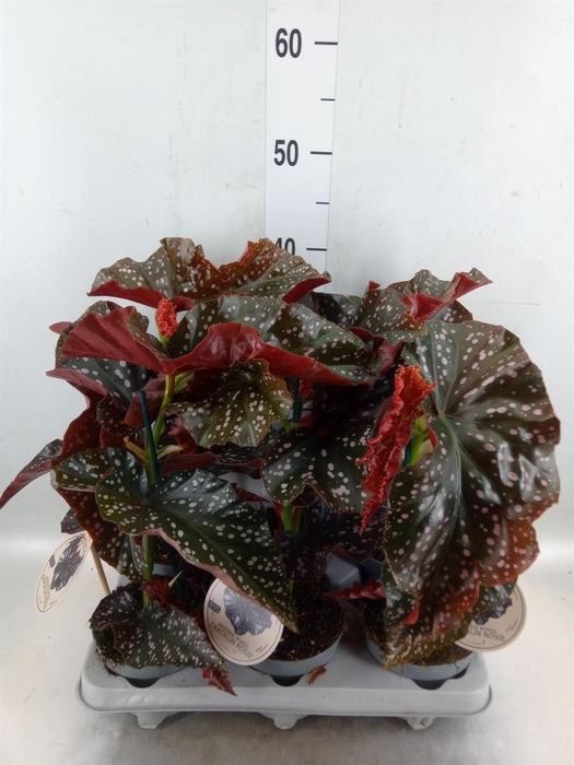 <h4>Begonia maculata</h4>