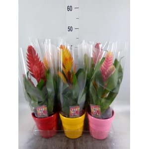 Vriesea   ...mix 6