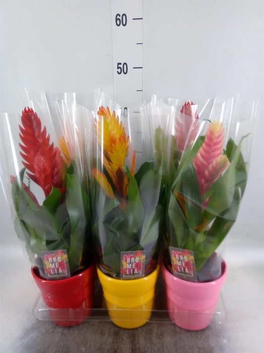 <h4>Vriesea ...mix 6</h4>