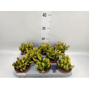 Crassula ovata 'Horn Tree'