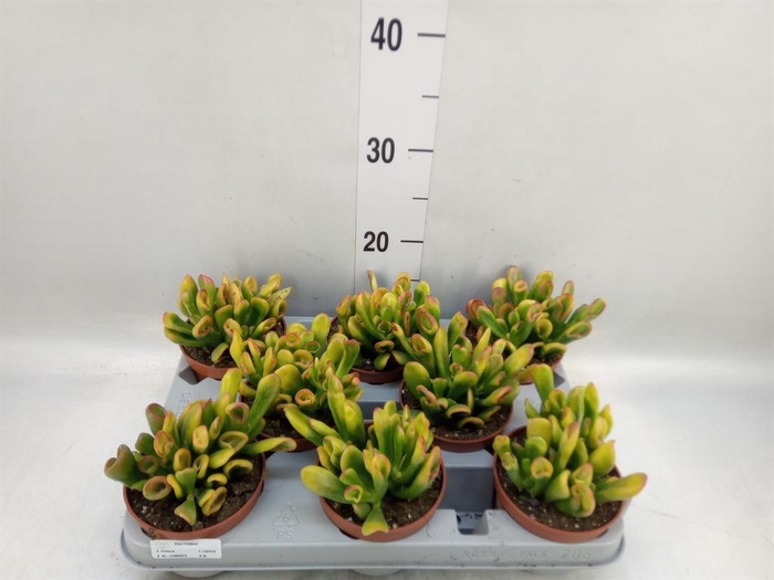 <h4>Crassula ovata 'Horn Tree'</h4>