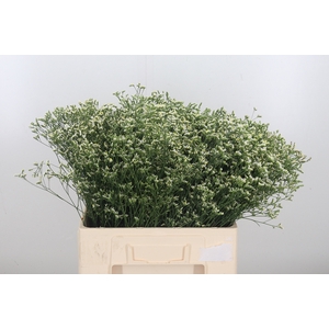 Limonium Overig Wit