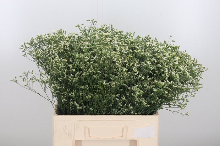 <h4>Limonium Overig Wit</h4>