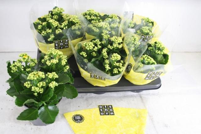 <h4>KAL B GE C PIAFF</h4>