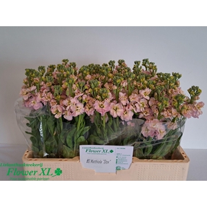 MATTH STOX CHAMPAGNE