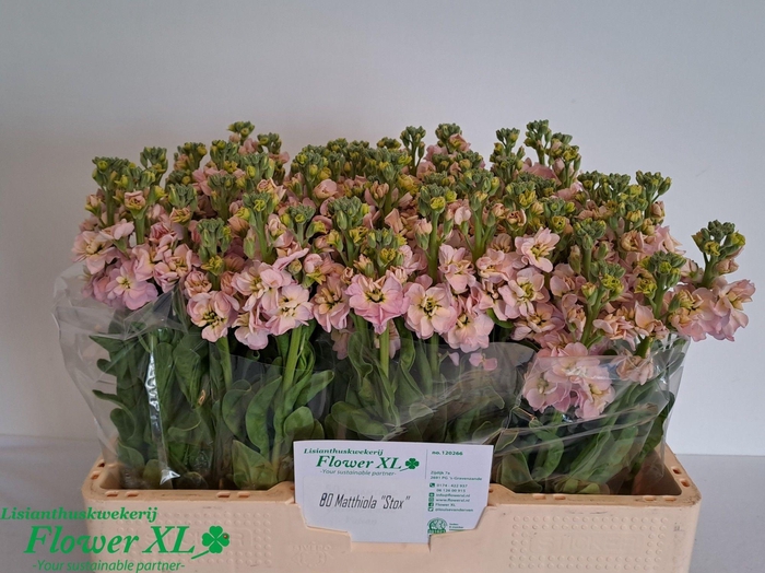 <h4>MATTH STOX CHAMPAGNE</h4>