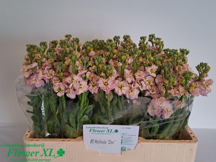 <h4>MATTH STOX CHAMPAGNE</h4>