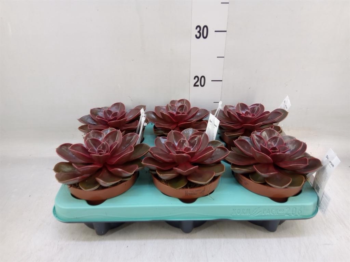 <h4>Crassula   ...</h4>