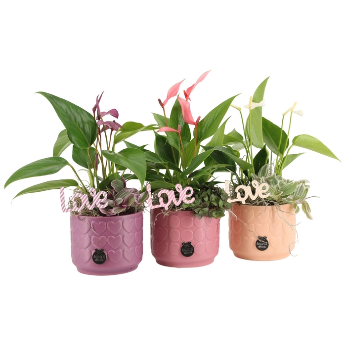 <h4>21619: Lovess arrangement</h4>