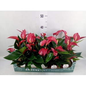 Anthurium  'Banderola Roja'