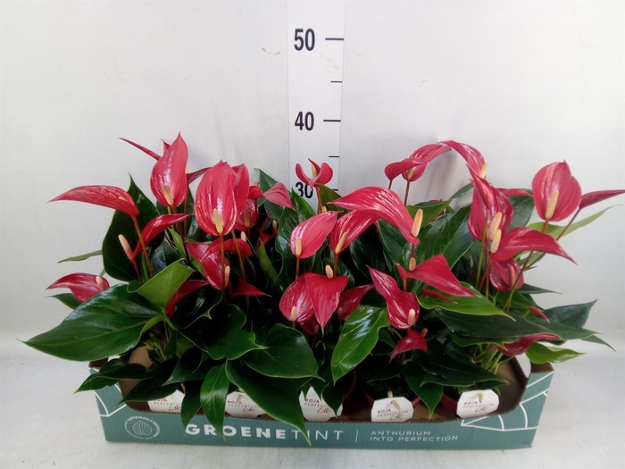 <h4>Anthurium  'Banderola Roja'</h4>